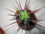 Euphorbia enopla_0011.JPG