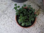 oregano.JPG