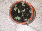 sedum.JPG