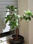 planta1.JPG