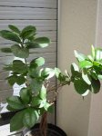 planta2.JPG
