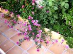 flores-007.jpg