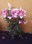 flores-002.jpg
