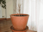 azalea1.gif