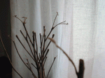 azalea2.gif