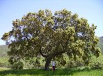 Quercus rotundifolia1.jpg