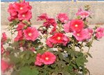 flor.jpg