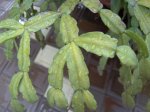 20060717-StaTeresa-12.jpg