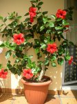 hibisco1.JPG