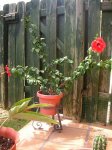 hibisco2.JPG