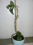 orquidea.jpg