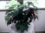 Poinsetia.jpg