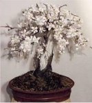 almendro1.JPG
