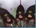 orquidea negra.jpg