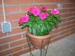 DSCN0816-25 vinca.JPG