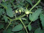 DSCN0820-25-tomatitos.JPG