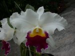 Lc.Spring Squall   白嘉莉.jpg