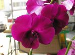 Den.Chao PhrayaDen.Many Korx.jpg