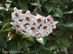 Hoya_carnosa_c.jpg