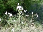 blanca01.jpg