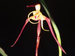 maxillaria lepidota.jpg