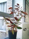 Plantas Cole47.JPG