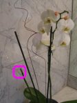 IMG_2600reducida2.JPG