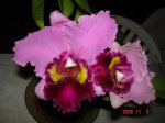CATLEYA 035.1.jpg