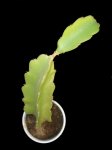 Hylocereus undatus..JPG