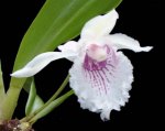 Keferanthes_SuaMena.jpg
