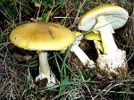 Dsc03223.jpg