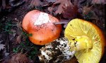 Dsc03194a.jpg