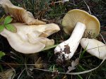 Dsc03056.jpg
