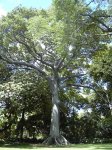 ceiba.jpg