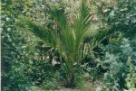 Phoenix_dactylifera[1].jpg