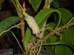 DesconocidaE2.jpg