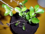 Imagen 045_resize.jpg