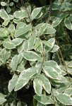 foliage2.jpg