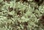 foliage3.jpg