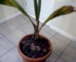 cocos 001.jpg