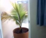 cocos 006.jpg