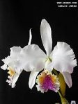 Cattleya%20mossiae%20sas%20%27Ostern%20x%20Hilton%27.jpg
