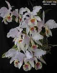 Cattleya%20mossiae%206.jpg