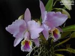 Cattleya%20mossiae%202.jpg