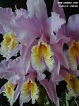 Cattleya%20mossiae%205.jpg