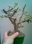 bonsai infojardin.jpg
