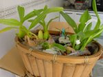 orquideas.jpg