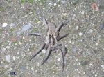 posible lycosa tarentula 2 prueba.JPG