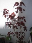 IMG_4421.JPG