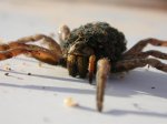 posible lycosa radiata 1 prueba.JPG